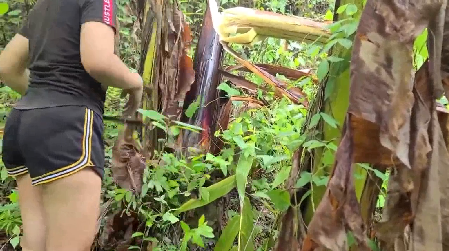 Lagi panen pisang malah dipanen sama suami juga